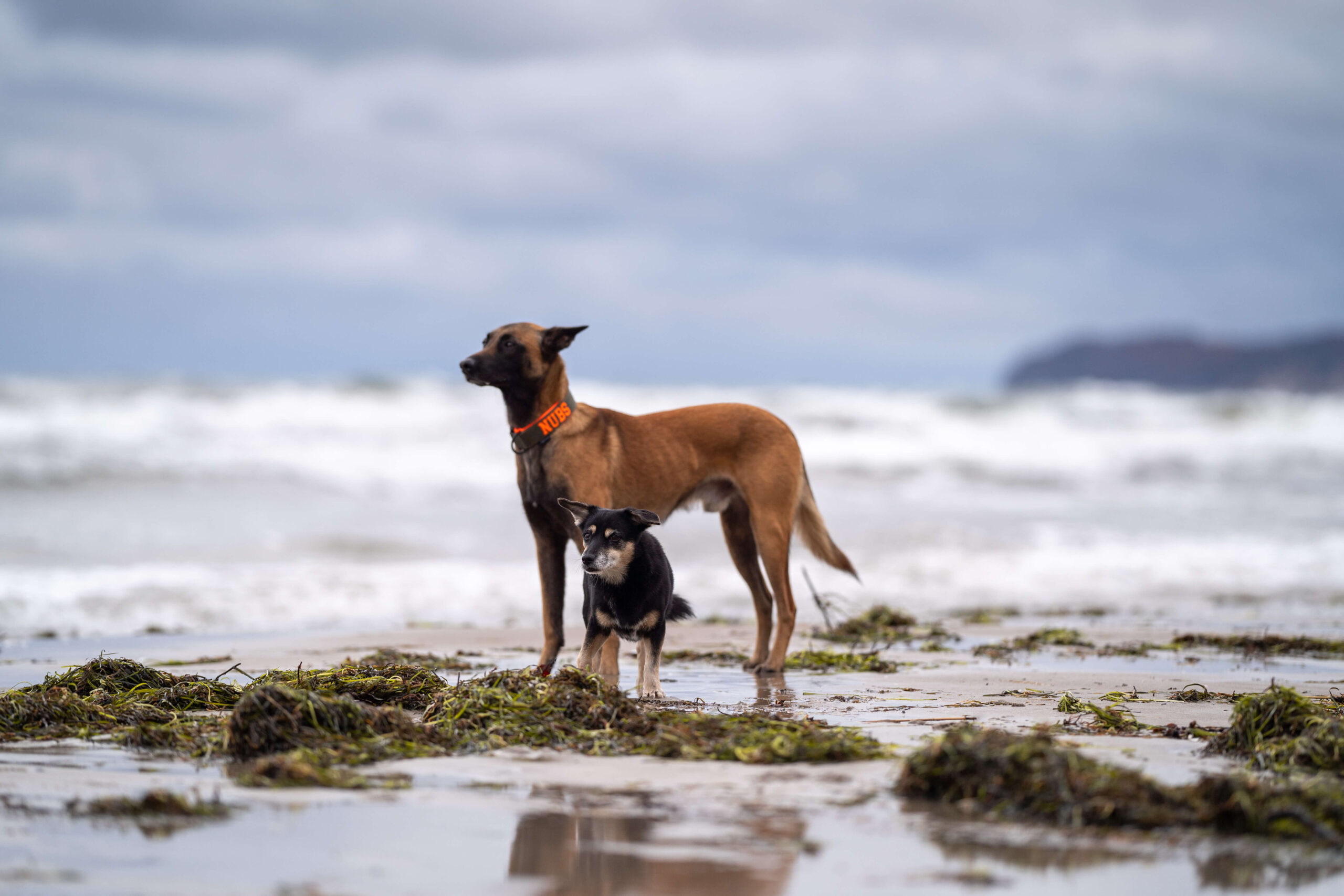 Ostsee-Urlaub mit Hund direkt am Strand – im Hundeparadies Prora