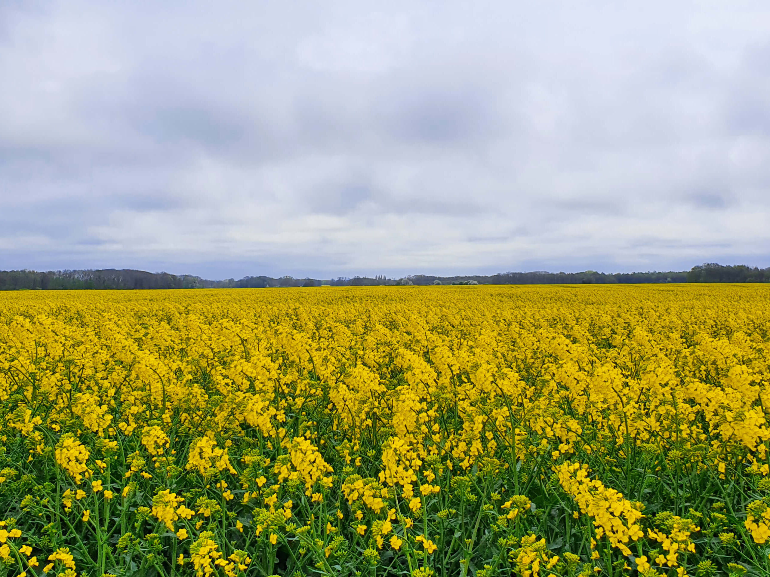 Rügen in Mai