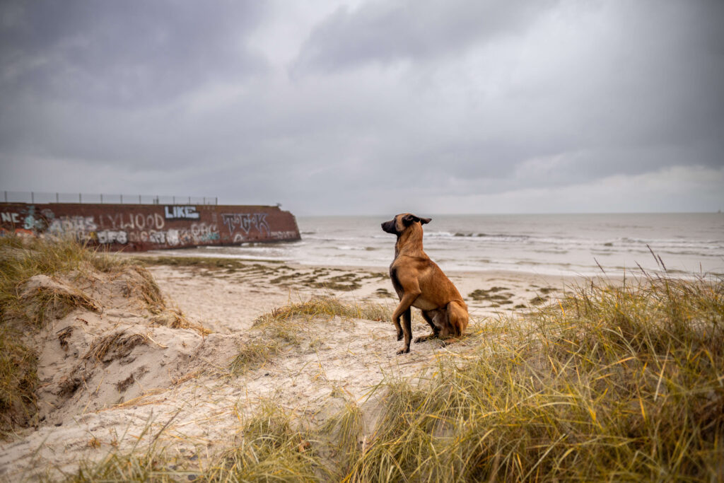 Rügen mit dem Hund