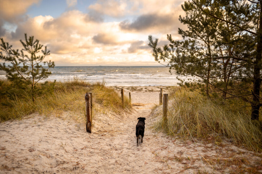 Hundestrand