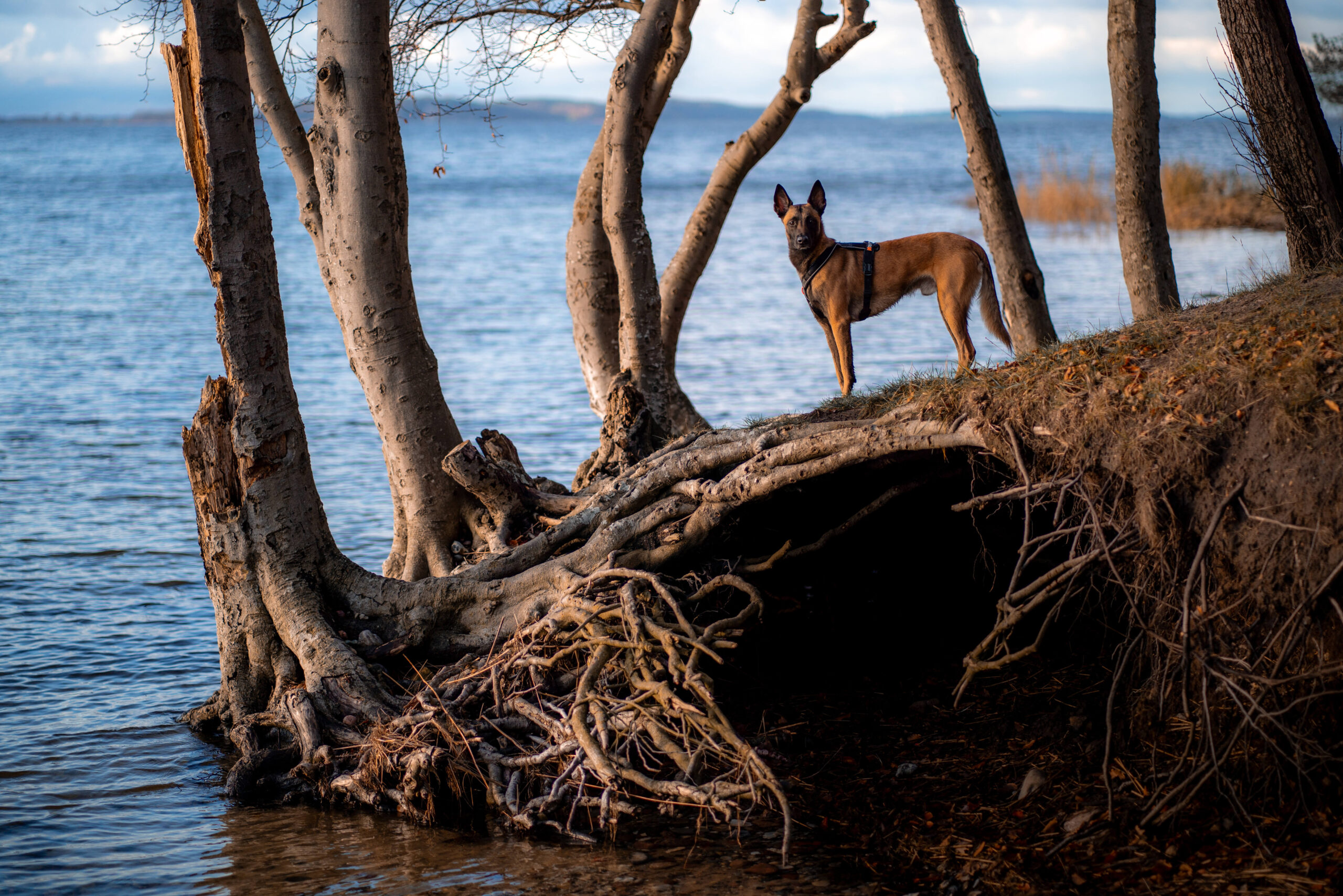 Ausflüge mit dem Hund auf Rügen