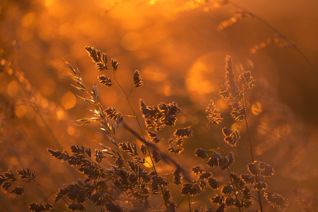 Rügen Natur - Foto: Dietrich Bojko
